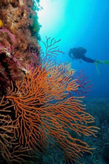 Yellow gorgonian (Eunicella cavolinii) against the light, diver in the background, in the
