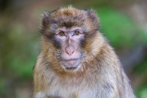 Barbary macaque (Macaca sylvanus), Occurrence in Morocco, captive, Rhineland-Palatinate, Germany,