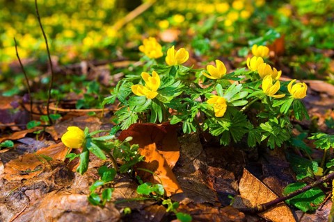 L. Winter aconites (Eranthis hyemalis) in the Polenz Valley