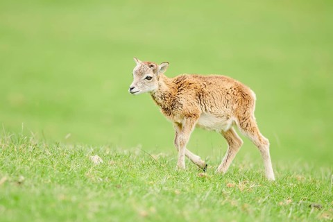European mouflon (Ovis aries musimon) running standing on a meadow, tirol, Kitzbühel, Wildpark