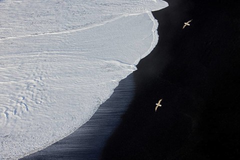 Aerial view over wave rolling over black sand, lava beach with two northern fulmars flying by at