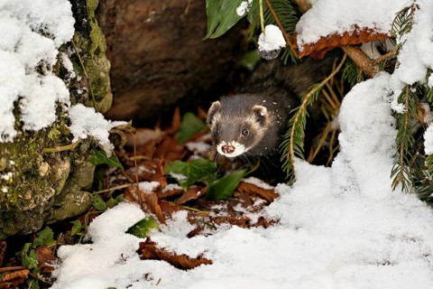 European polecat (Mustela putorius) or woodland polecat, looking out of the bushes, captive,