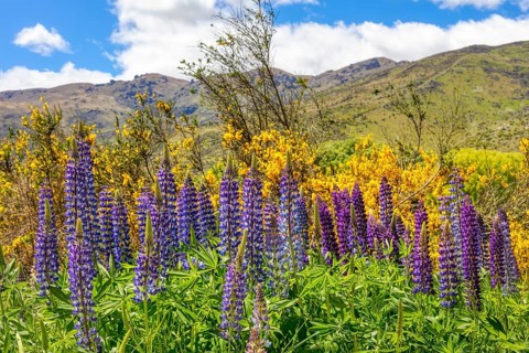 Lupins (Lupinus), New Zealand, Oceania
