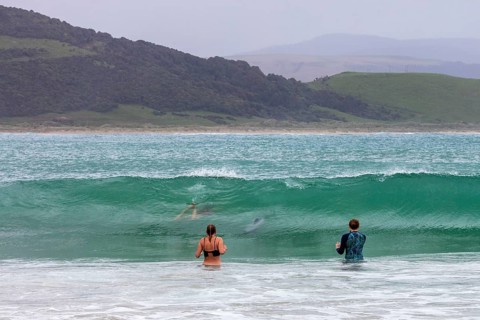 Delfine, Badende, Curio Bay, Südland, Neuseeland