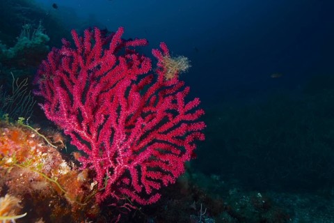 Violescent sea-whip (Paramuricea clavata) with open polyps in the Mediterranean near Hyères. Dive