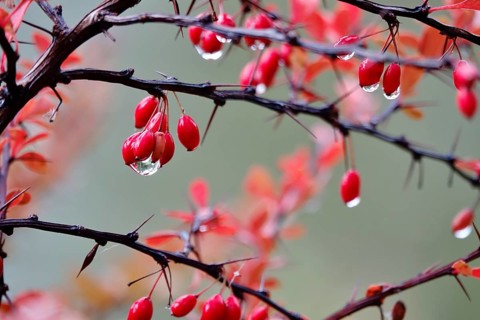 Autumn, After a rain, Barberry with water drops, Germany, Europe