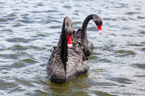 Black Swan (Cygnus atratus), Rotorua, Lake, New Zealand, Oceania