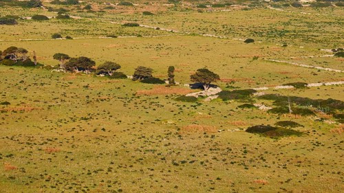 Green meadow, row of trees detail, Levanzo, Egadi Islands, Sicily, Italy, Europe