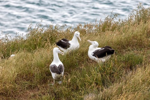 Albatros (Diomedea sanfordi), Taiaroa Head, Otago Peninsula, Neuseeland