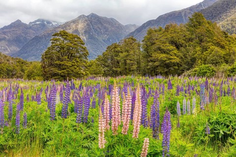 Lupins (Lupinus), Fiordland National Park, New Zealand, Oceania