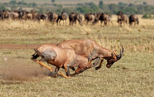Fight between two Topi lei antelope bulls, Maasai Mara Game Reserve, Kenya, Africa