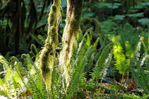 Huge old Douglas firs, overgrown with mosses and lichens, Cathedral Grove, MacMillan Park,