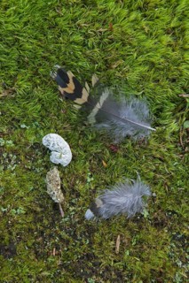 Western capercaillie (Tetrao urogallus) droppings and feathers of hen on the forest floor