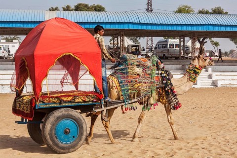 PUSHKAR, INDIA, NOVEMBER 22, 2012: Camel "taxi" for tourists at Pushkar camel fair (Pushkar Mela),