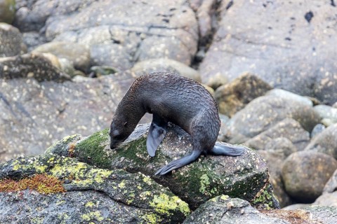 Pinnipeds (Pinnipedia), Colony, Cape Foulwind, New Zealand, Oceania