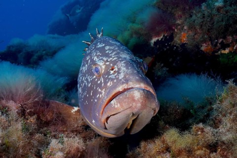 Portrait of dusky grouper (Epinephelus marginatus) (Mycteroperca marginatus) in the Mediterranean