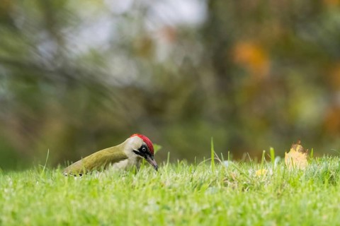 European green woodpecker (Picus viridis) foraging in a meadow, autumn bokeh, Hesse, Germany,