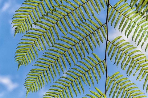 Ornamental bright green fern leaves with sky background