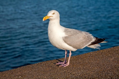Close up of Herring gull, Larus argentatus, standing on wall with sea behind, paignton, Devon,