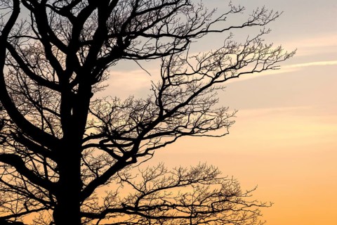 Tree branches on a leafless tree in silhouette at sunset