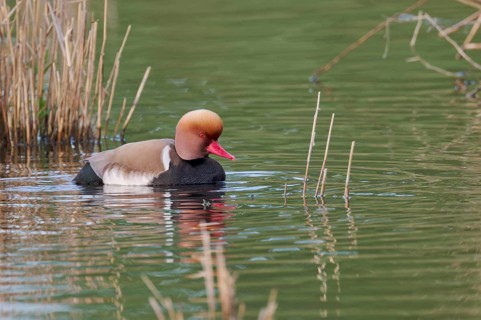 Red-crested Pochard (Netta rufina), Baden-Württemberg, Germany, Europe