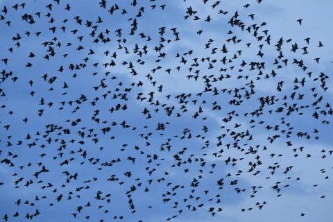 Flock of starlings in flight at dusk