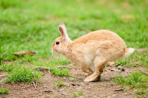 Domesticated rabbit (Oryctolagus cuniculus forma domestica) running over on a meadow, Bavaria,