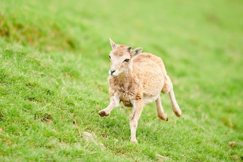 European mouflon (Ovis aries musimon) running standing on a meadow, tirol, Kitzbühel, Wildpark