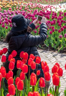 The Keukenhof, gardens, amusement park, spring park, spring flower show, near Lisse, South Holland,