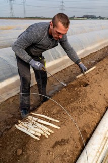 Asparagus harvest in the Rhineland, asparagus pickers at work in an asparagus field covered with