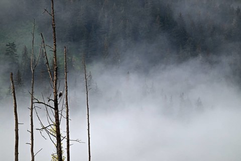 Bald eagle (Haliaeetus leucocephalus) perched on a dead tree in front of the cloudy Pacific
