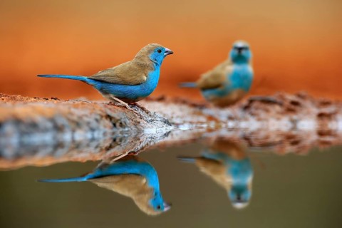 Blue-winged Oriole (Uraeginthus angolensis), Angola Butterfly Finch, adult, two birds, at the