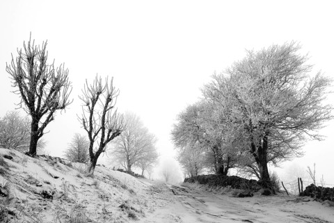 Aubrac plateau. Hedge of trees and path in winter. Lozere department. Occitanie. France