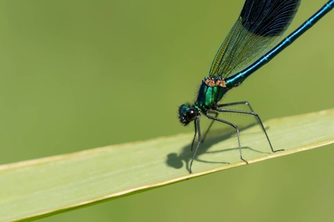 Banded demoiselle damselfly (Calopteryx splendens) adult male insect resting on a reed leaf in the