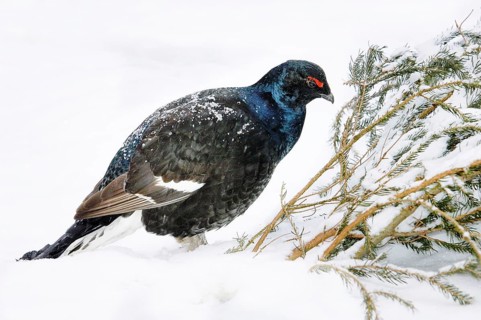 Black grouse, cockerel, winter, (Tetrao tetrix), Bavarian Forest, Bavaria, Federal Republic of