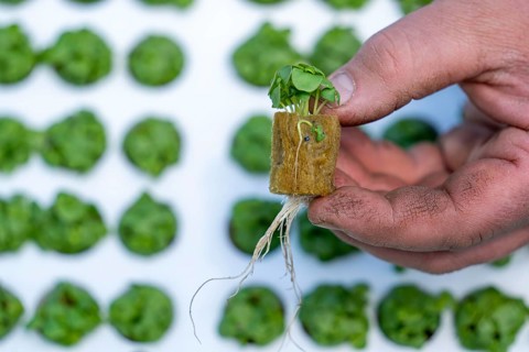 Agriculture, herb gardening, basil young plants, in pressed pots, with growing soil and nutrients,