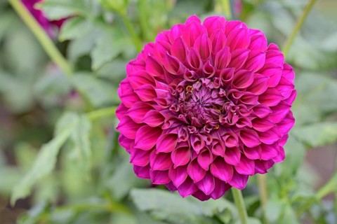 Decorative dahlias (Dahlia), Purple Joy variety, purple-coloured flower, North Rhine-Westphalia,