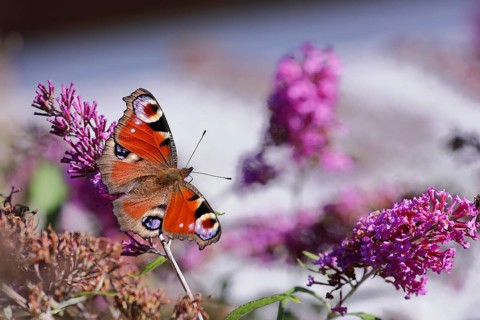 European peacock (Aglais io), on summer lilac or butterfly-bush (Buddleja davidii), Wilden, North