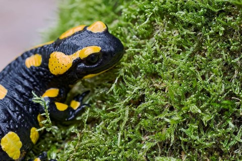 Fire salamander (Salamandra salamandra), Lower Saxony, Germany, Europe