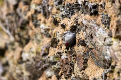 Wallcreeper (Tichodroma muraria) foraging on a wall, wildlife, Germany, Europe