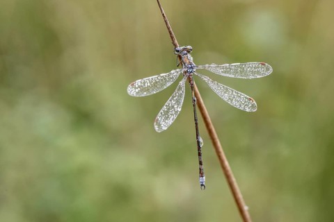 Lestes virens (Lestes virens), Emsland, Lower Saxony, Germany, Europe