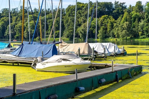 Green carpet of plants on Lake Baldeney in Essen, proliferating aquatic plant Elodea, waterweed, an