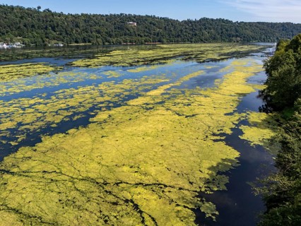 Waterweed, Elodea, an invasive species, green carpet of plants on Lake Baldeney in Essen, the