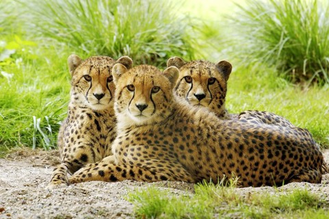 Three young cheetahs (Acinonyx jubatus), Kenya, Africa