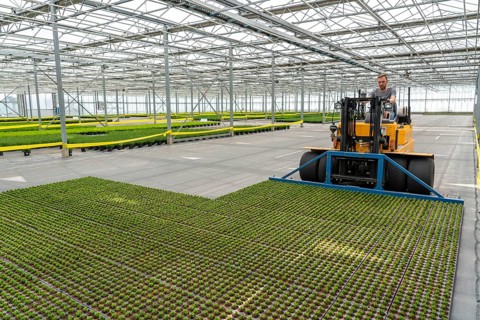 Horticultural business, cuttings, heather, heather plants, Calluna vulgaris, are transported after