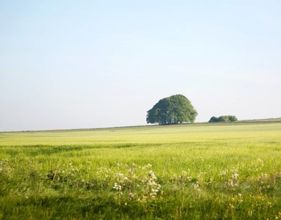 Summer landscape of chalk countryside with green crops and trees with blue sky of early morning,