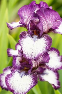 Beautiful multicolored iris flower bloom in the garden. Close up, fragility and summer concept