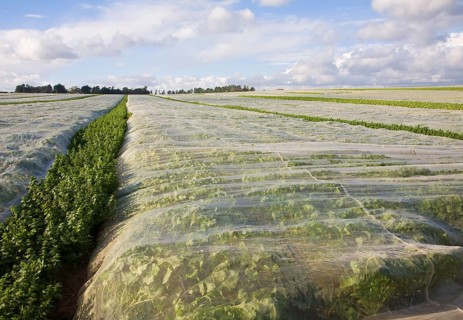 Protective fleece material covering a crop of turnips growing in a farm field, Hollesley, Suffolk,