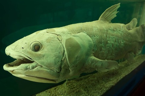 West indian ocean coelacanth (Latimeria chalumnae), Natural History Museum, opened 1889, Vienna,