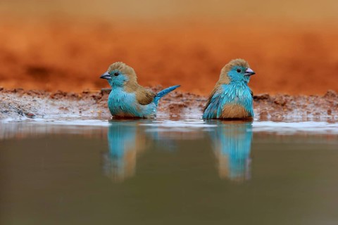 Angolan butterfly finch (Uraeginthus angolensis), blue-eared butterfly finch, adult, two birds, at